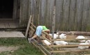 Вова Чайківський фотография #11 (источник - https://vk.com/id67619958)