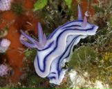 Фотография Кузнецовой Людмилы