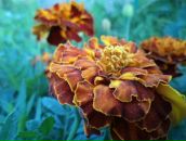 Юліана Никуляк фотография #47 (источник - https://vk.com/id38355161)