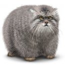 Свин ^_^ фотография #38 (источник - https://vk.com/id60082165)