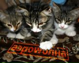 Фотография Ефимова Михаила