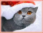 Фотография Коротких Жанны