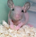 Mafa_ Гризишвили фотография #32 (источник - https://vk.com/id73281119)