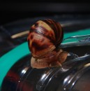 Дмитрий Евтюшкин фотография #10 (источник - https://vk.com/id836157)