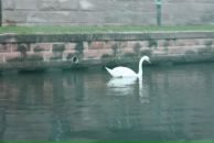 Дмитрий Ли фотография #27 (источник - https://vk.com/id275544)