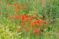 Елена Незнамова фотография #31 (источник - https://vk.com/id6177777)