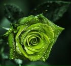 Фотография Черепковой Анастасии