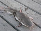 Александр Игнатенко фотография #38 (источник - https://vk.com/id24388063)