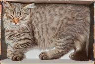 Дмитрий Тарасов фотография #37 (источник - https://vk.com/id468450)