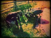 Фотография  