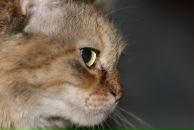 Игорь Григорьев фотография #16 (источник - https://vk.com/id1784904)