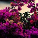 Κристина Μиронова фотография #35 (источник - https://vk.com/id154017682)