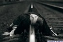 Анастасія Бобенчик фотография #32 (источник - https://vk.com/id62306033)