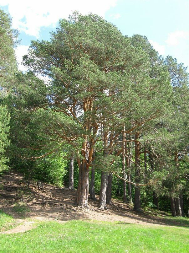 Елена Мчиславцева фотография #11