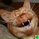 Лілічка Пилипчак фотография #1