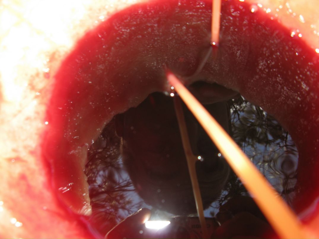 Cucumber Jam фотография #33