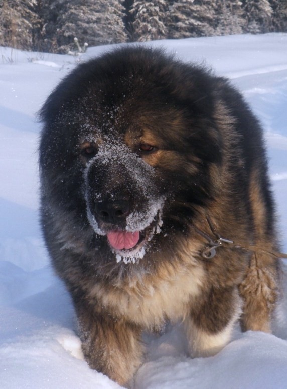 Adele Selifonova фотография #12