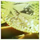 Анна Алтабаева фотография #16 (источник - https://vk.com/id3440357)