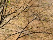 Фотография Аллы Chiffa