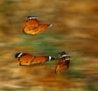 Фотография Xxxwx Милы