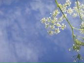 Фотография Криволаповой Маргариты