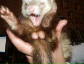 Фотография Пашкевича Александра