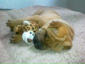 Ігор Пехотін фотография #35 (источник - https://vk.com/id83383281)