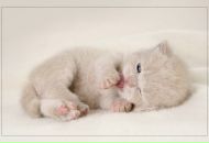 Фотография Сафиной Лии