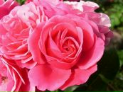 Іра Коба фотография #20 (источник - https://vk.com/id124817986)