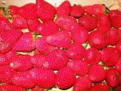 Фотография Боровых Валерии