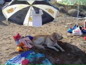 Mehmet Bitik фотография #17 (источник - https://vk.com/id2276688)