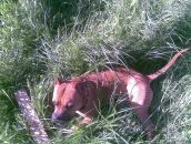 Джек Ценкін фотография #14 (источник - https://vk.com/id100363511)