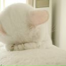 Фотография Микеладзе Кристинки