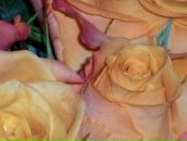 Фотография Зеленковой Ольги