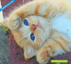 Лєнок:) ... фотография #28 (источник - https://vk.com/id85192210)