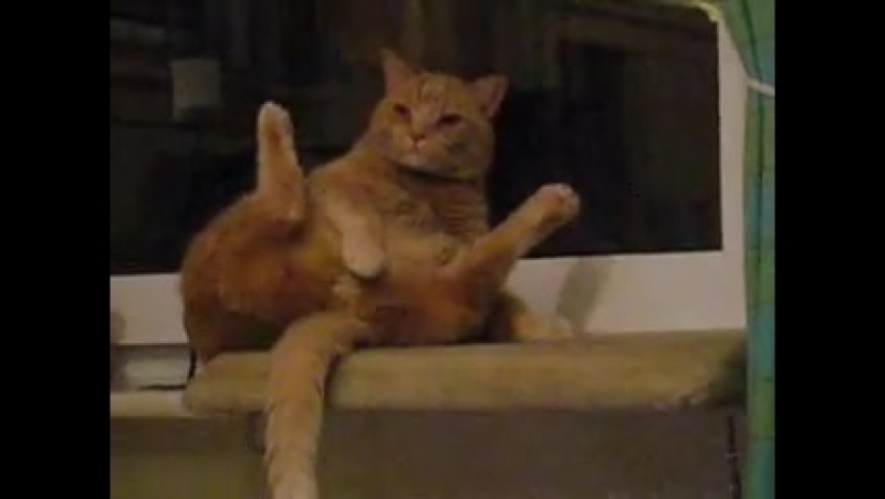 Кот Дрочит Мем Кот Дрочит Мем