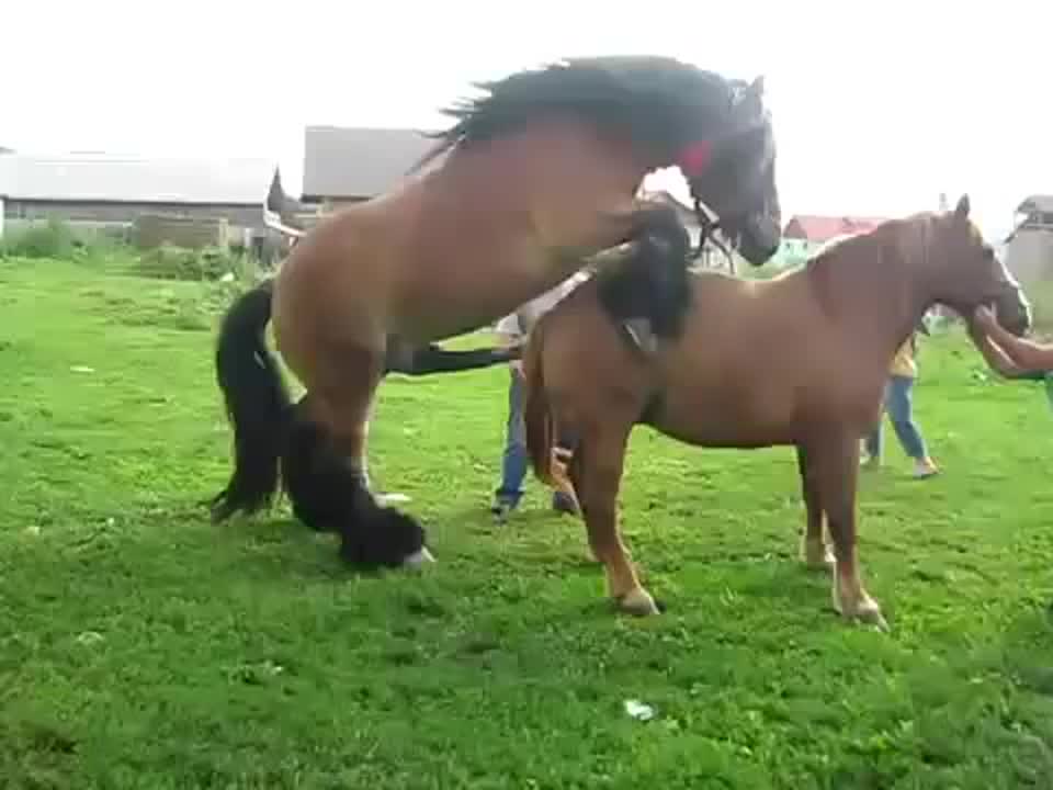 Ебли Лошадей Ебли Лошадей