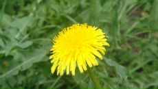 Фотография Замановой Эльвиры