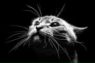 Фотография Порсева Данилы