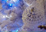 Фотография Skydolphin Julia