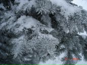 Фотография Шумской Екатерины