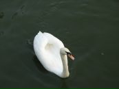 Фотография Емшановой-Гареевой Гузалии