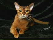 Фотография Беккер Елены