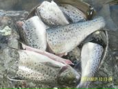 Фотография Евстратенко Галина