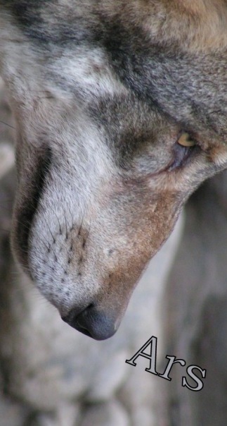 Ars Wolf фото №6