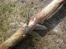 Маша Тринцолін фотография #14 (источник - https://vk.com/id59743081)