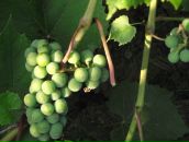 Фотография Антиповой Лёли