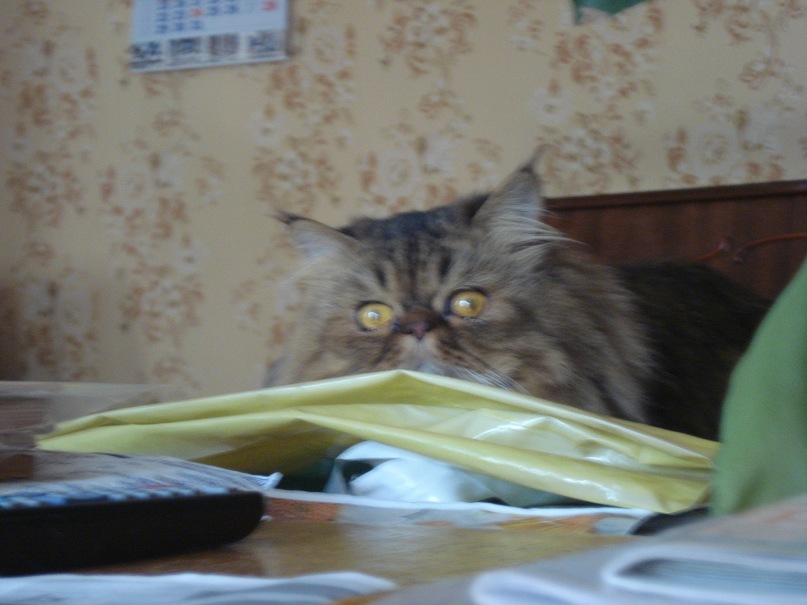 Елена Павленко фотография #18