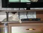 Фотография Шатлыгина Артема