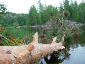 Симас Бумша фотография #17 (источник - https://vk.com/id616533)